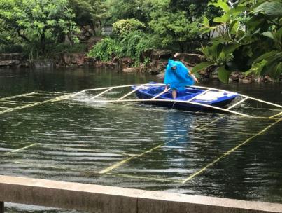 水生態(tài)修復(fù)中恢復(fù)沉水植物為何至關(guān)重要？