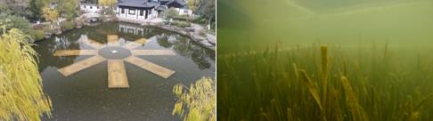 新聞轉(zhuǎn)載｜蒼龍街道：開展河道、溪溝環(huán)境治理 確?！八?、岸綠、景美”